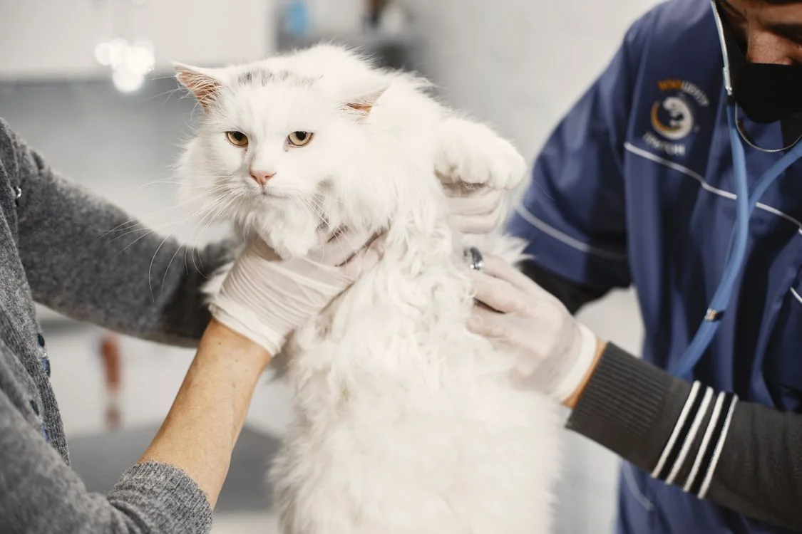 Atención veterinaria de un gato