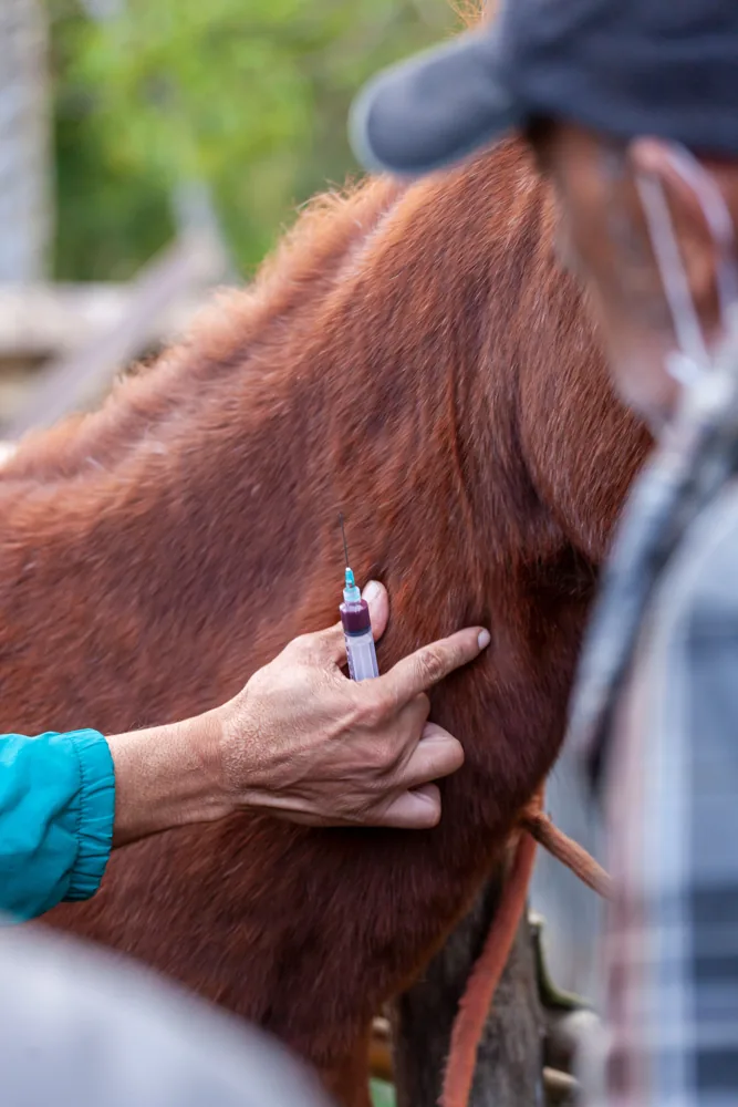 Atención veterinaria para equinos