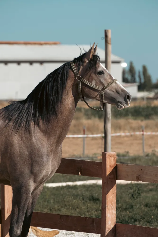 Equino en entorno de campo representando la atención veterinaria mayor
