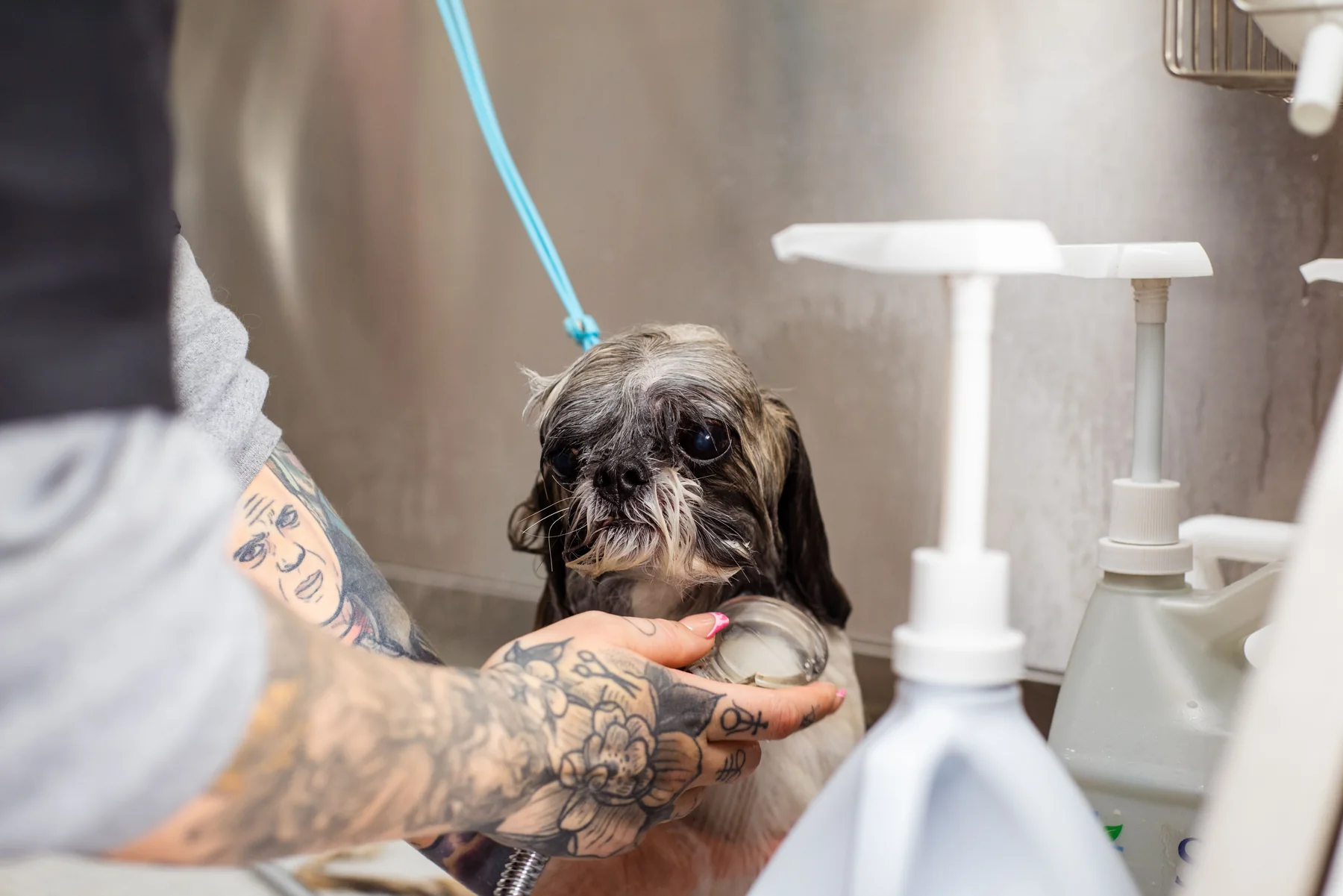 Baño y peluquería de una mascota
