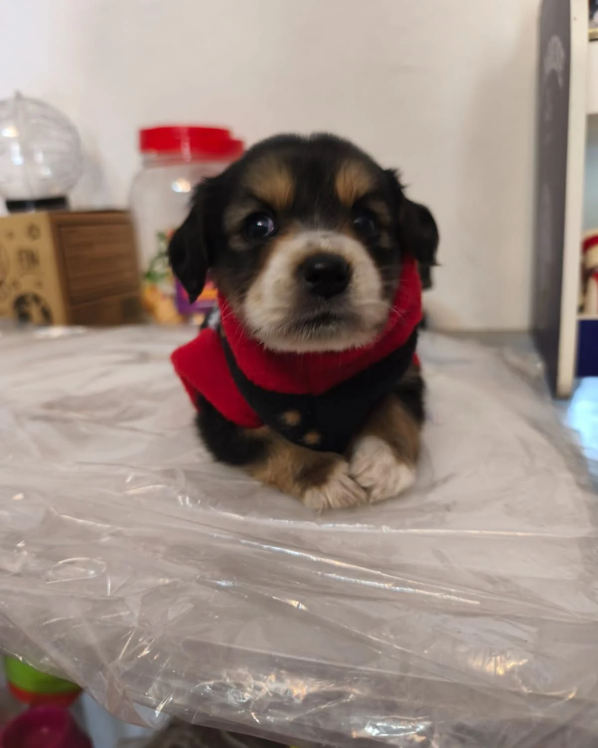 Cachorra de pelaje negro y café con un pañuelo rojo