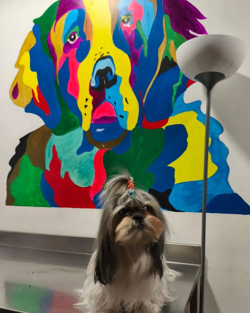 Matilda, una Shih Tzu, sobre la mesa de atención