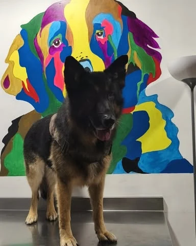 Pastor alemán después de su peluquería