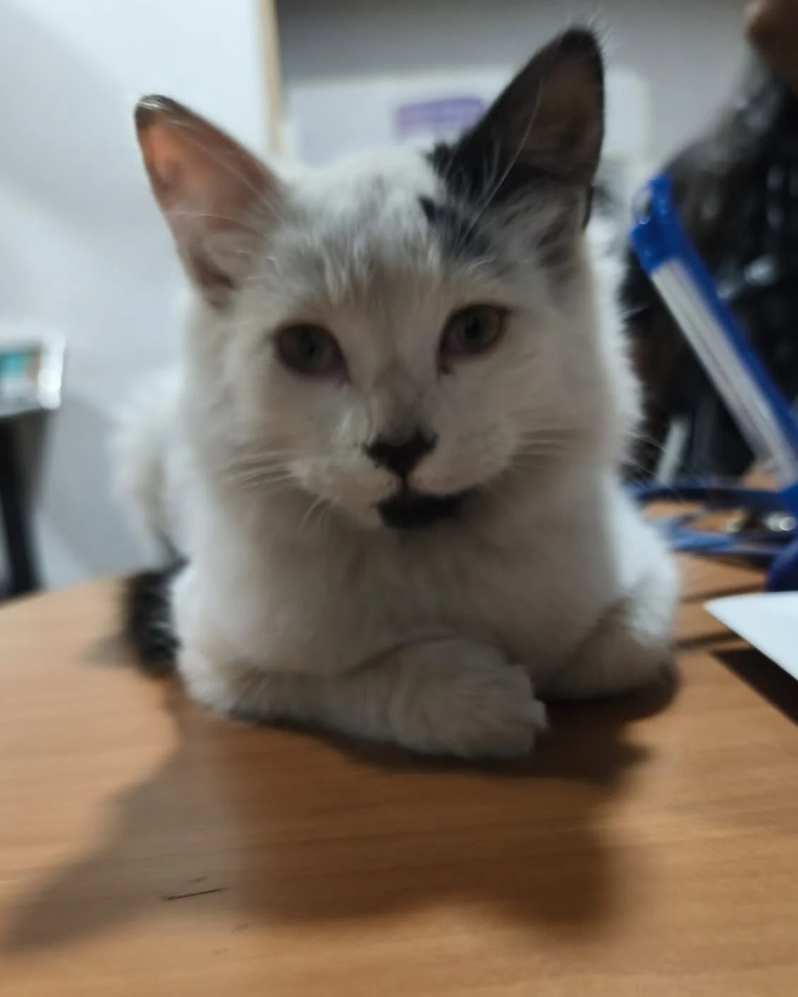 Pom Pom, gato de pelaje claro, durante una visita