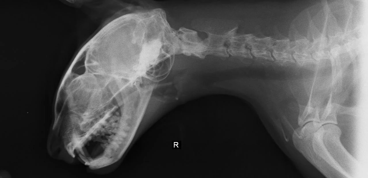 Registro radiográfico de Veterinaria Santa Teresita