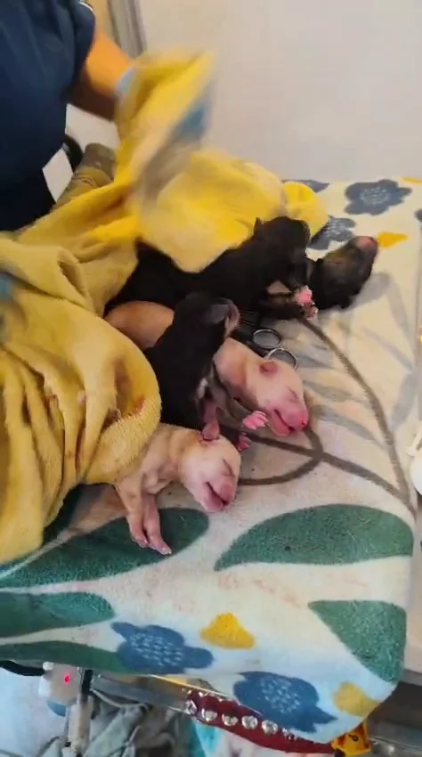 Perrita junto a sus cachorros recién nacidos