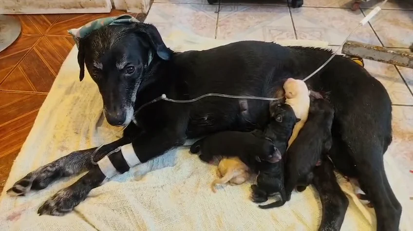 Perrita descansando junto a sus cachorros