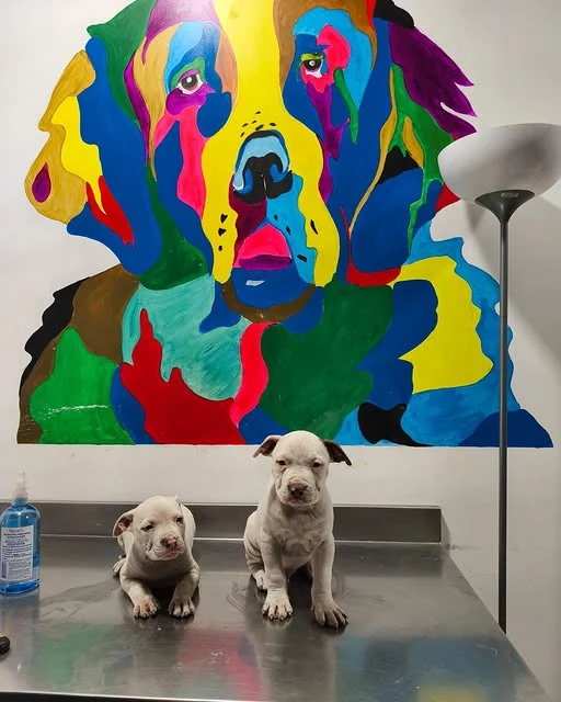 Tormenta y Rocky sobre la mesa de atención