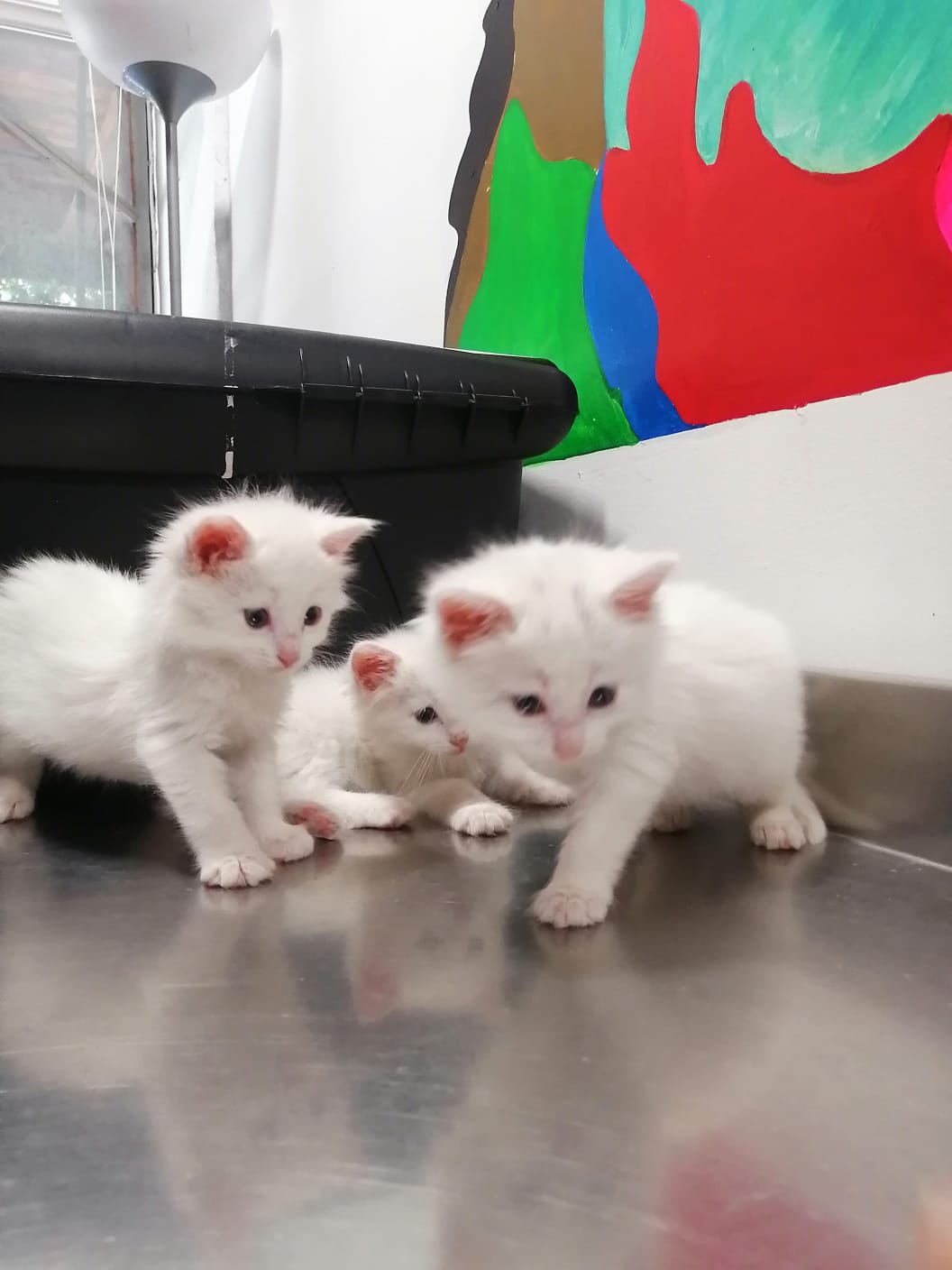 Gatitos blancos juntos sobre una mesa