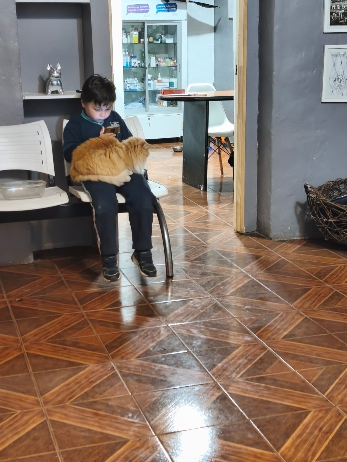 Gato anaranjado acompañado en la clínica