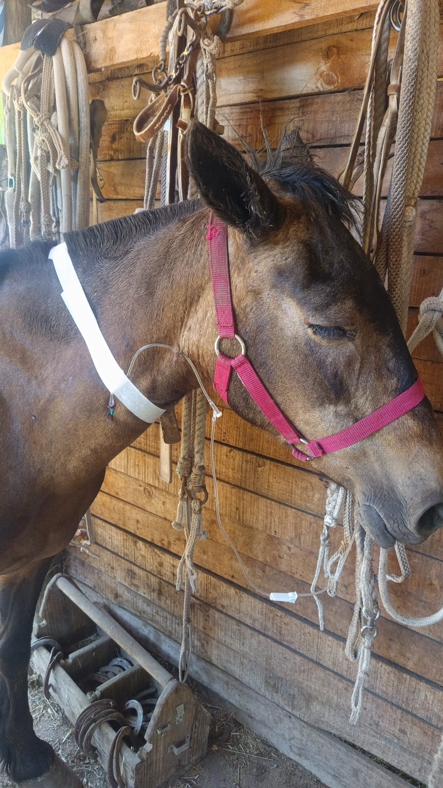 Caballo con cabestro rosado en su establo