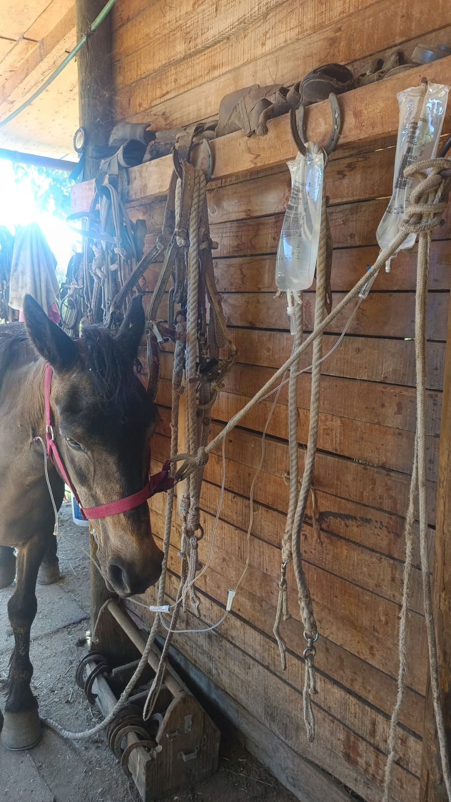 Caballo de pelaje oscuro en su establo