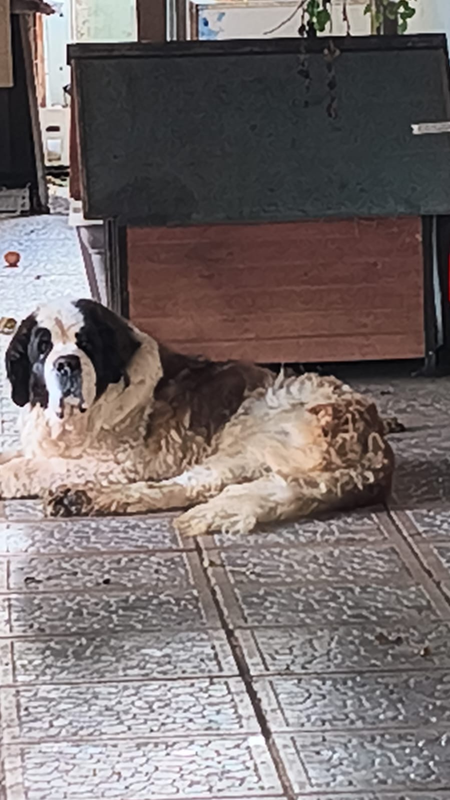 Perro de gran tamaño descansando en el suelo