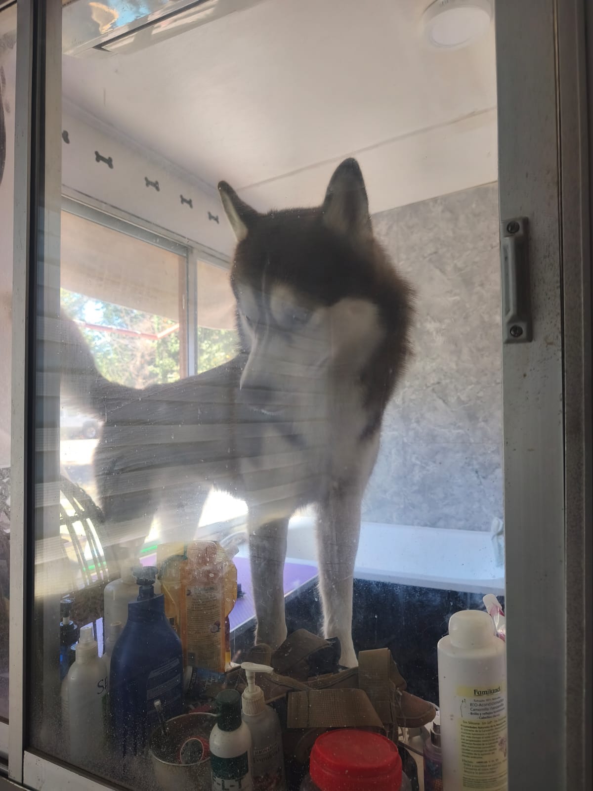 Perro de pelaje claro junto a una ventana
