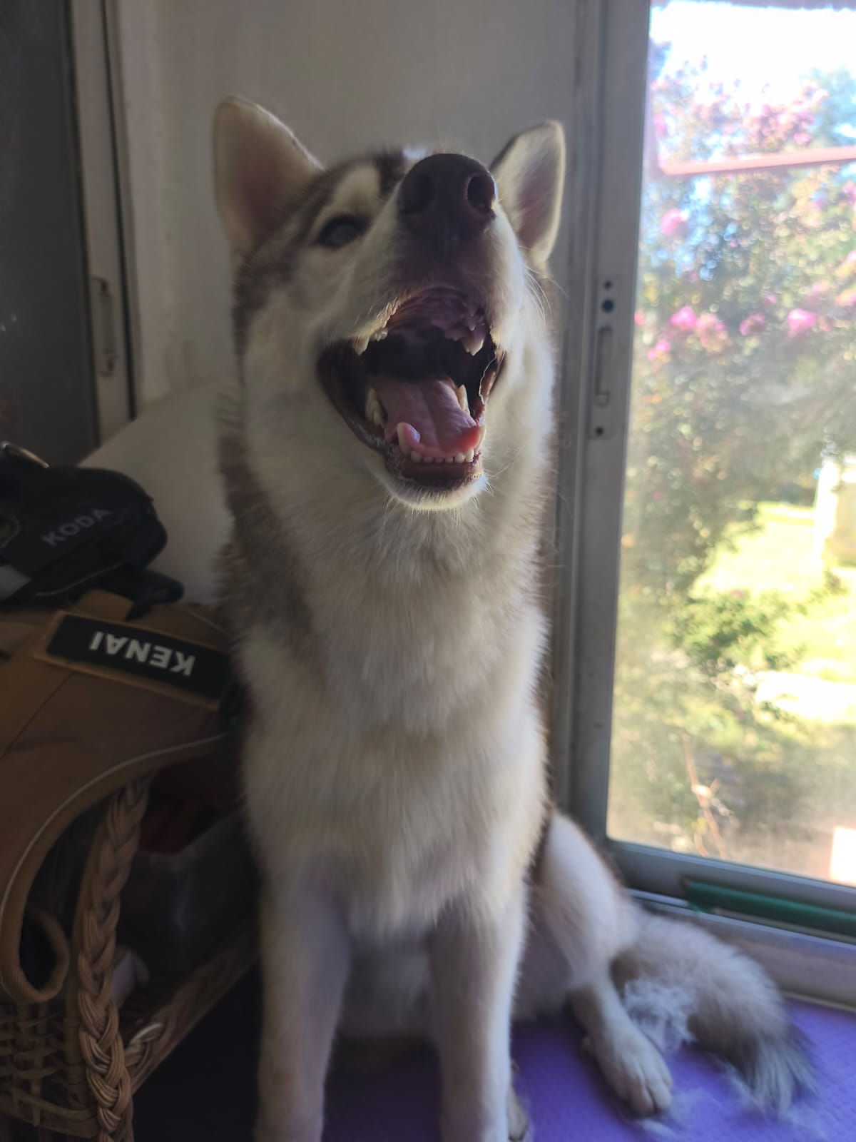 Perro de pelaje claro mirando hacia la cámara