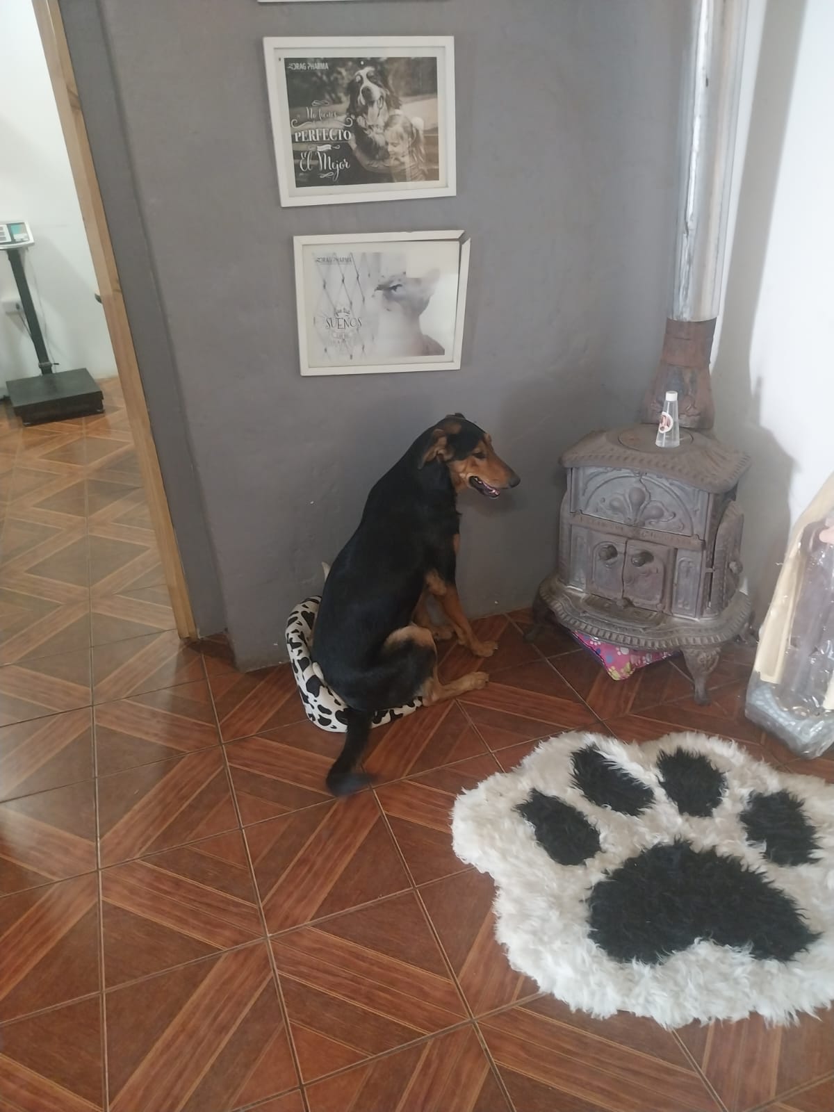 Perro de pelaje oscuro descansando en el suelo