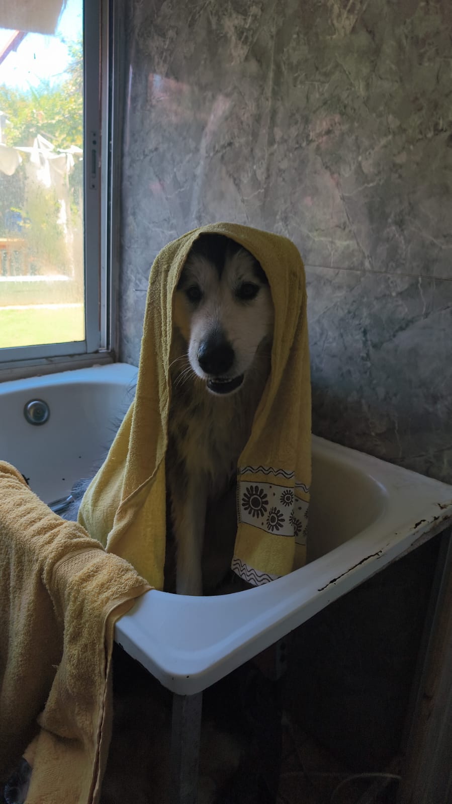Perro de pelo largo envuelto en una toalla