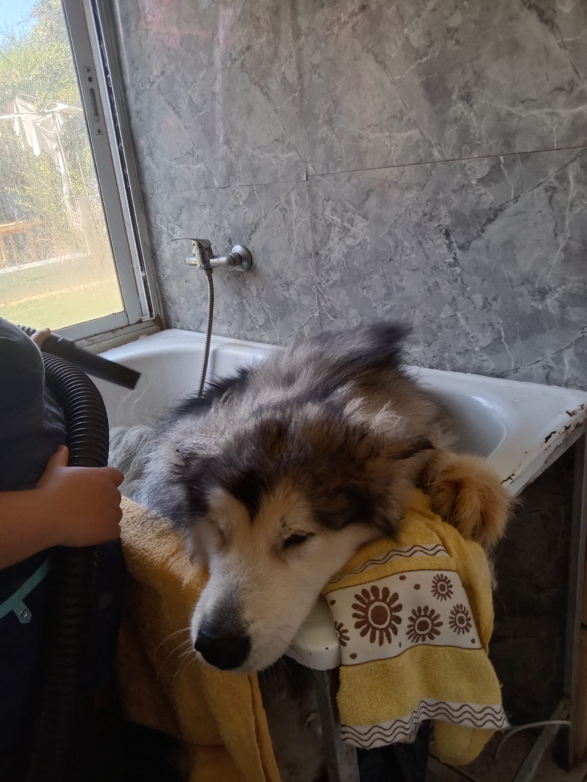 Perro de pelo largo acompañado durante su cuidado