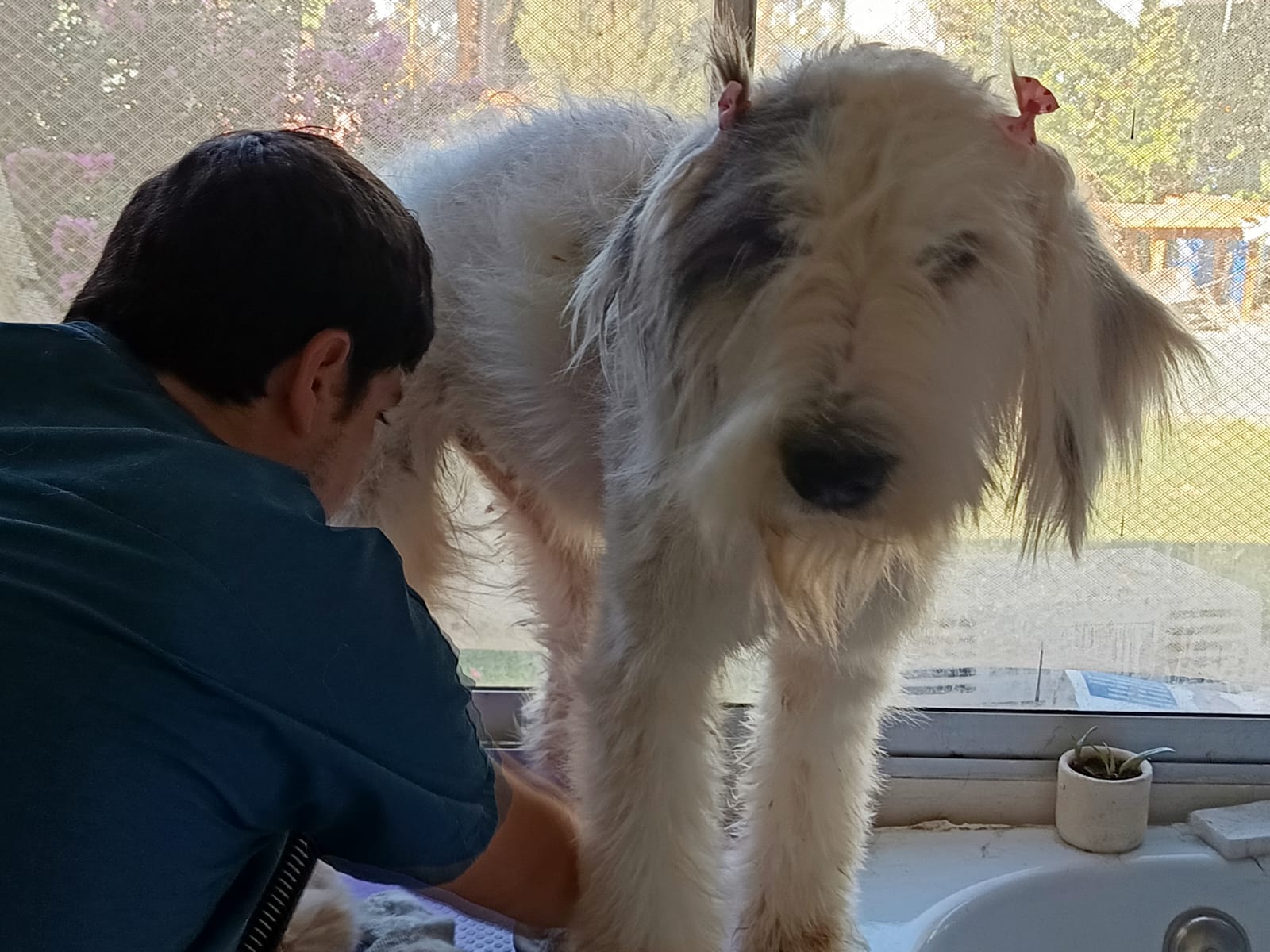 Perro de pelaje claro acompañado en la clínica