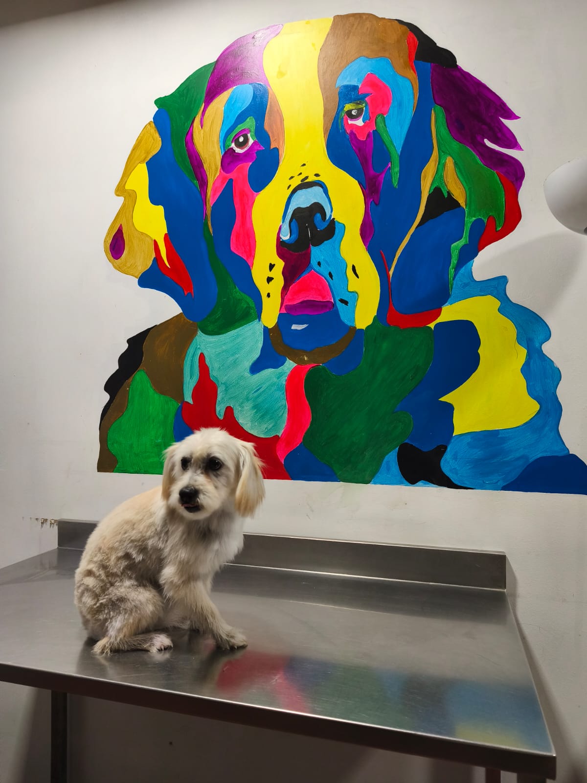 Perro pequeño junto al mural de la clínica