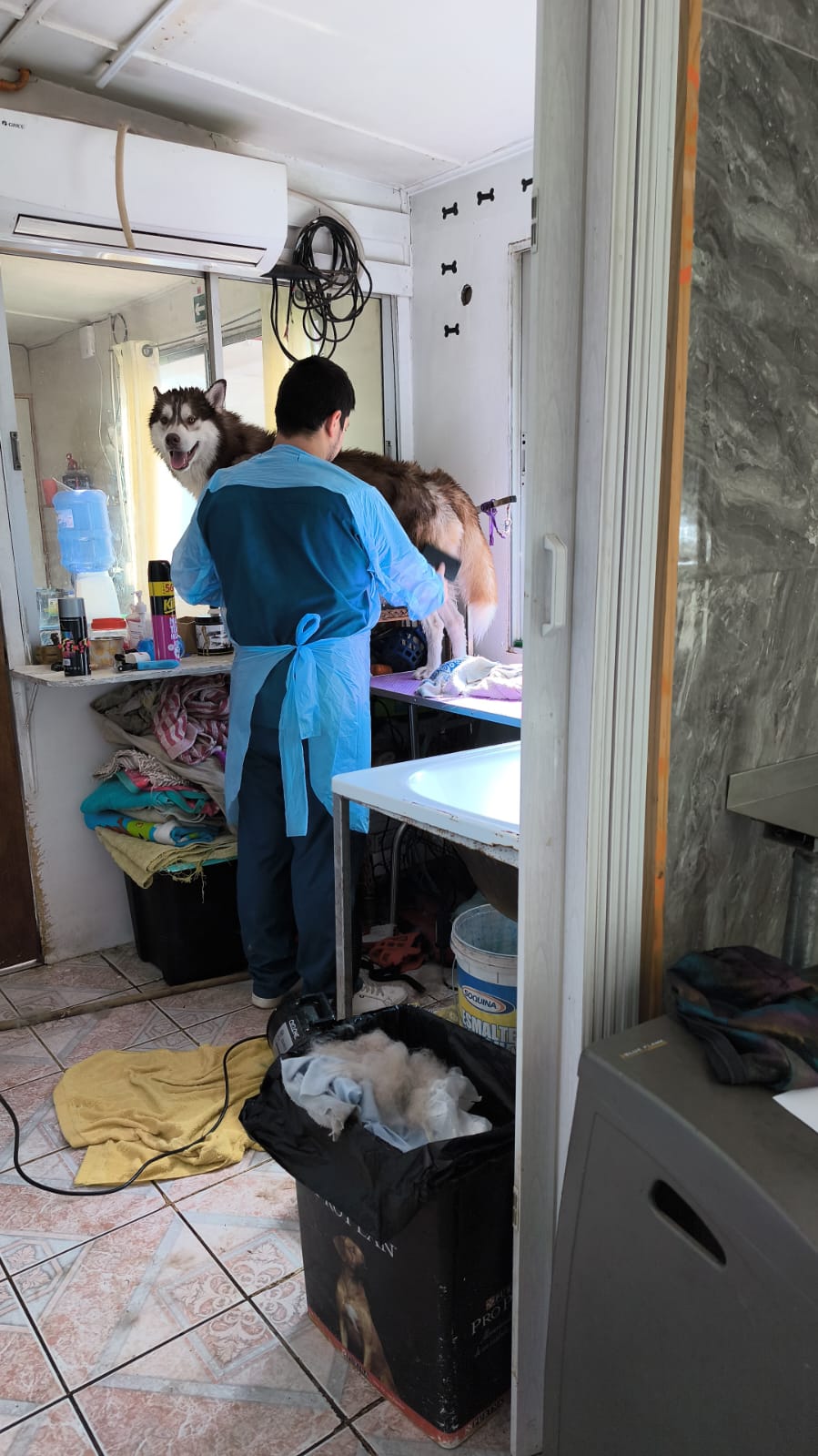 Perro acompañado durante una visita en la clínica