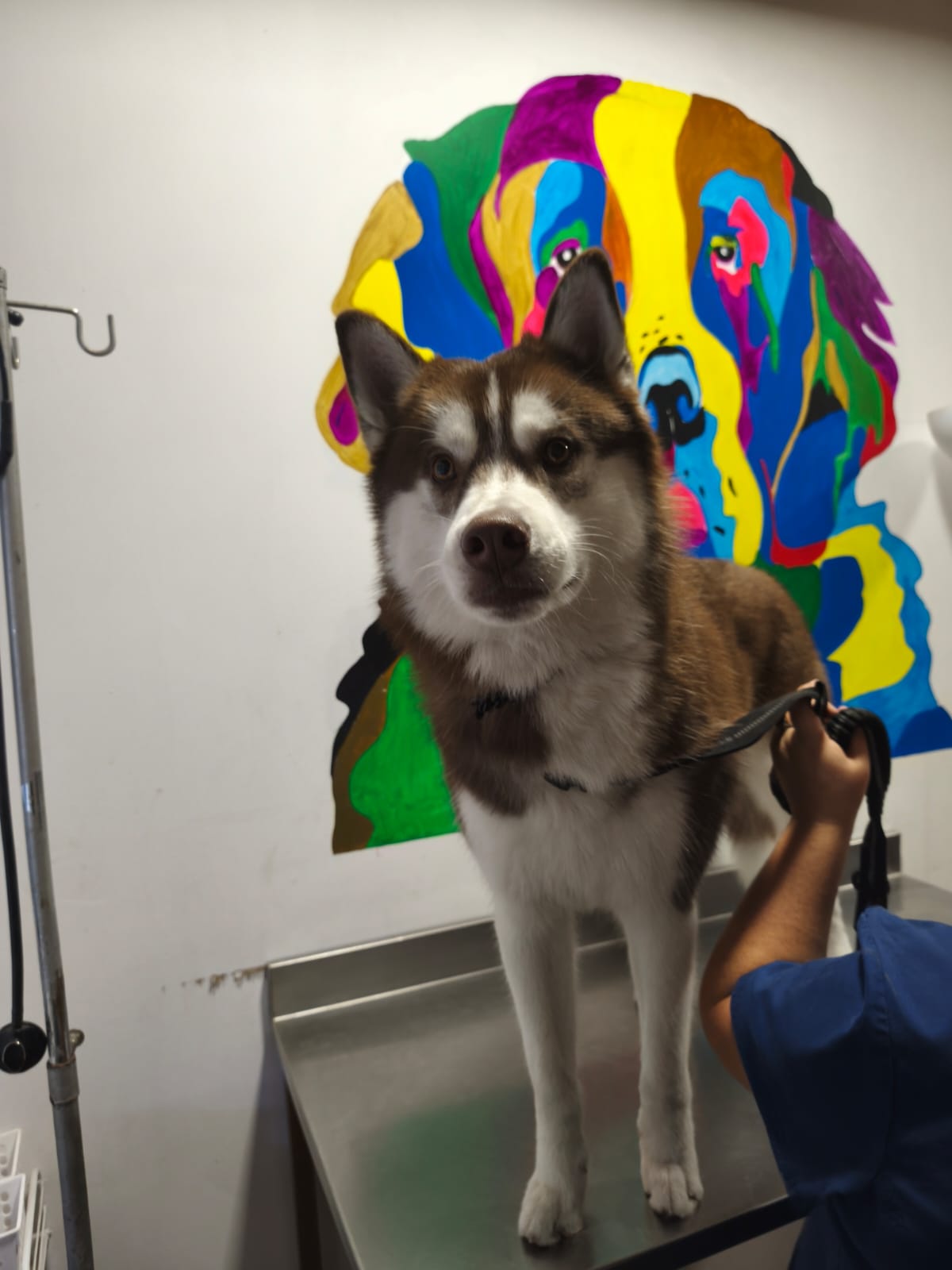 Husky junto al mural de la clínica