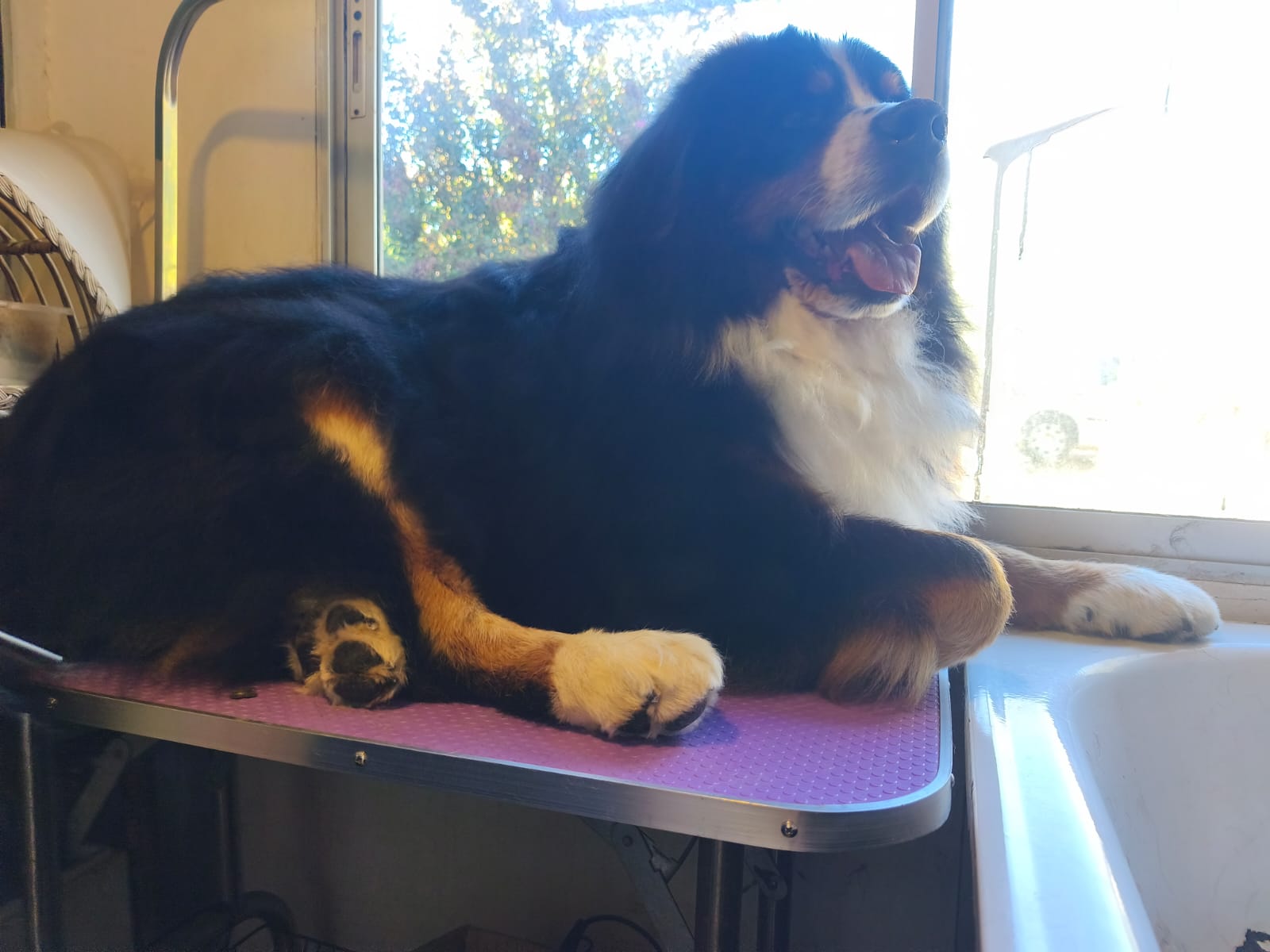Perro de pelaje negro y café descansando sobre una mesa