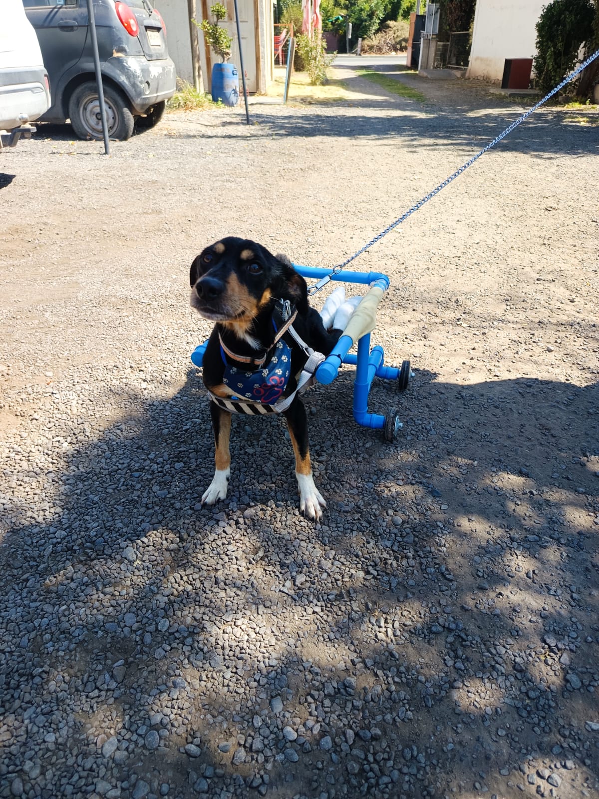 Perro al aire libre con un carrito de apoyo