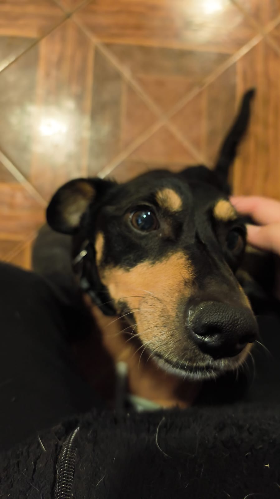 Perro de pelaje negro y café mirando hacia la cámara