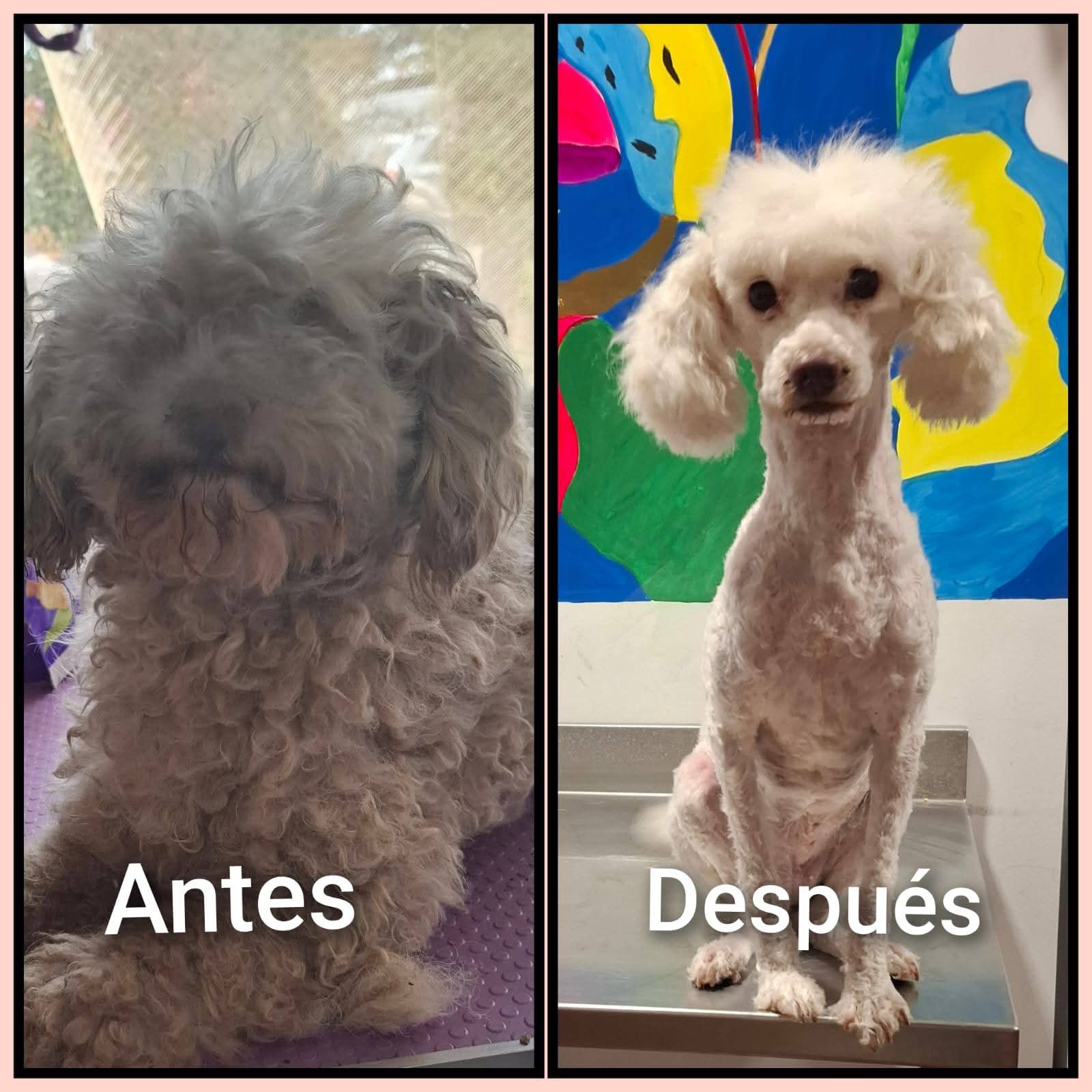 Comparación de un perro antes y después de su peluquería