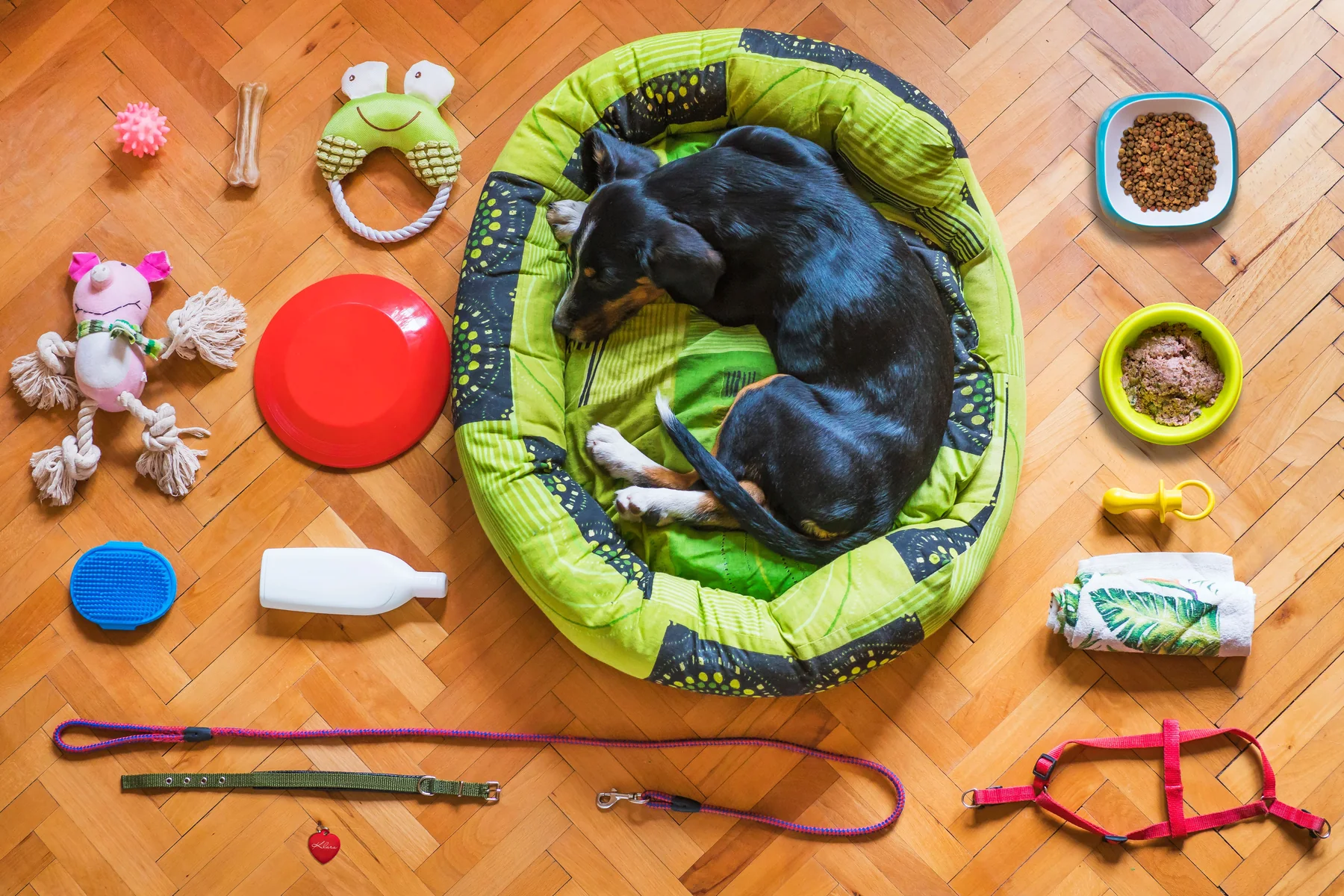 Accesorios y productos para mascotas