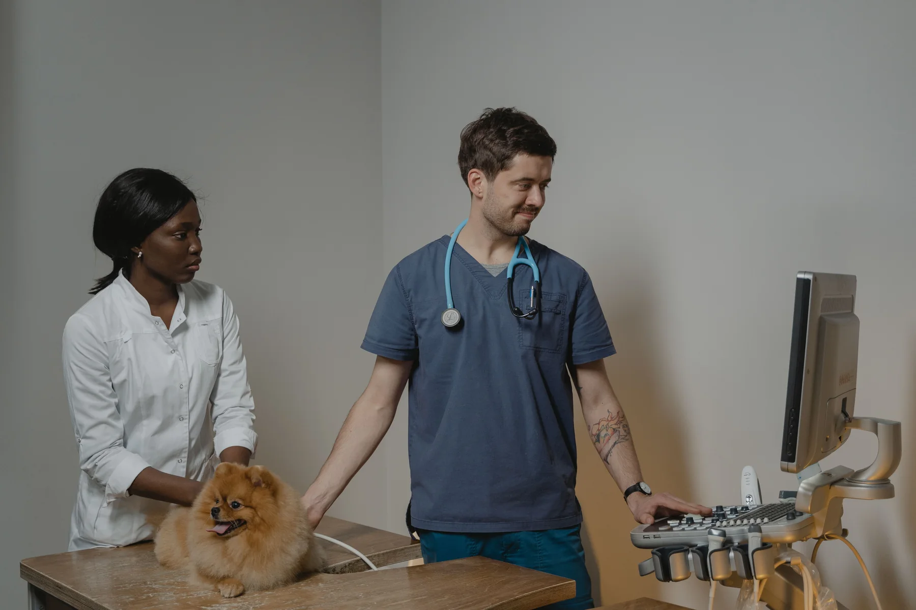 Ecografía veterinaria
