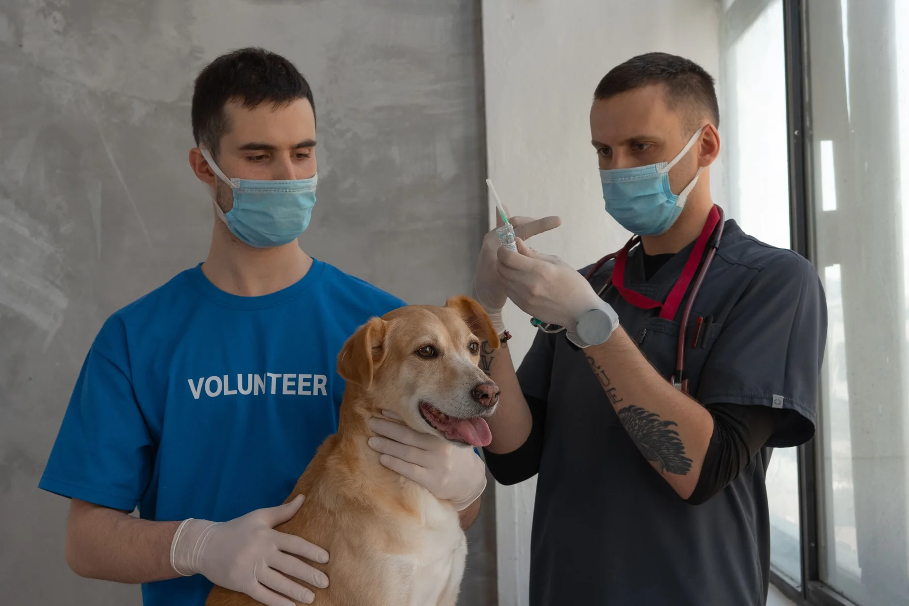 Vacunación veterinaria de un perro